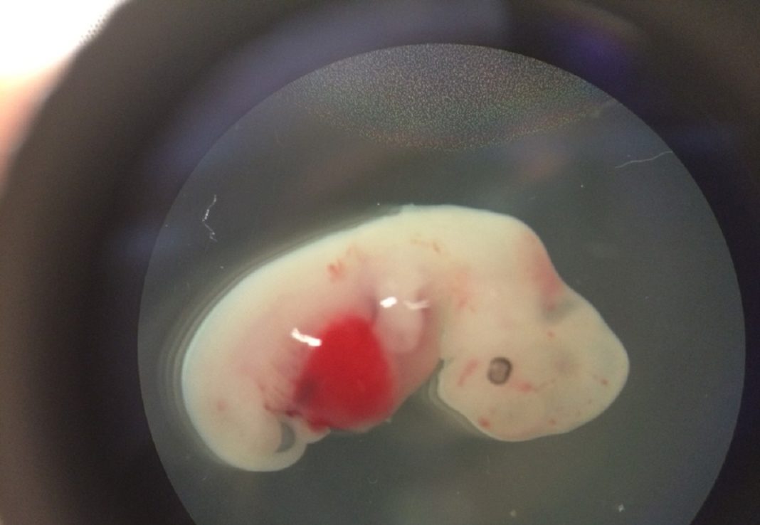 Cientistas criam embriões híbridos de porcos e humanos