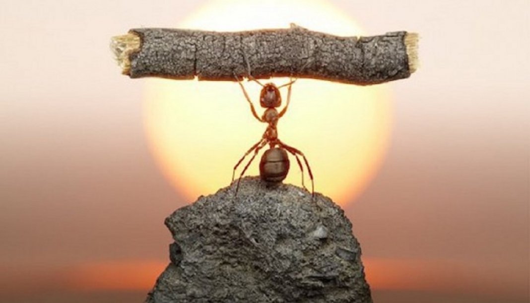 Você conhece a parábola da demissão da formiga desmotivada?