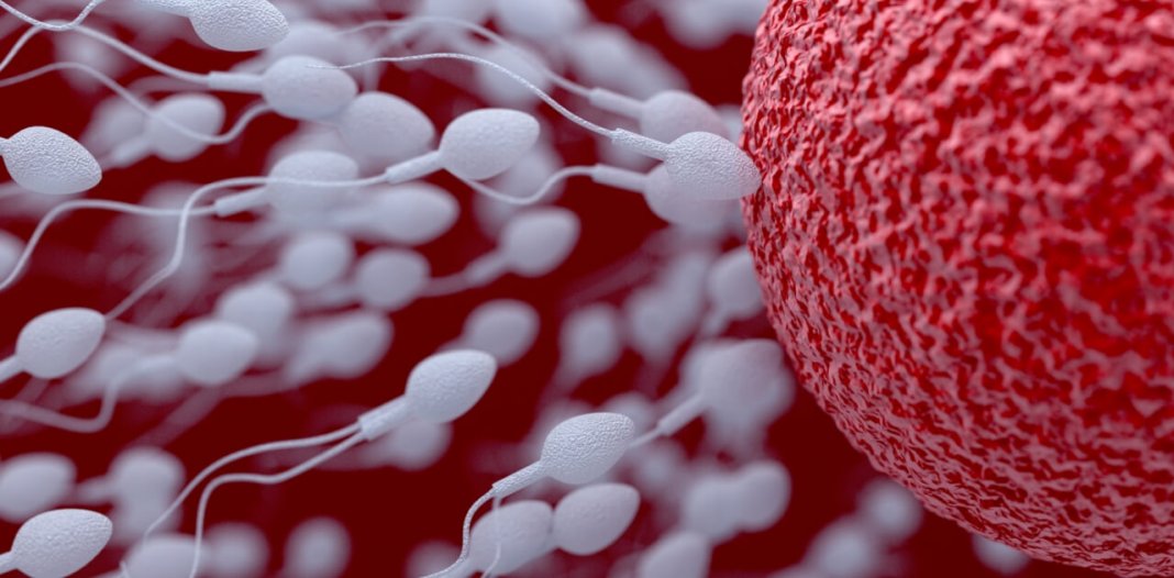 Calculadora de idade de esperma diz aos homens o quanto podem ser decrépitos seus espermatozoides