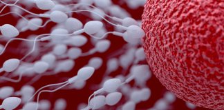 Calculadora de idade de esperma diz aos homens o quanto podem ser decrépitos seus espermatozoides