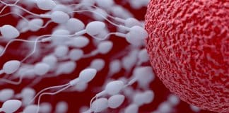 Calculadora de idade de esperma diz aos homens o quanto podem ser decrépitos seus espermatozoides