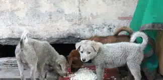 As pessoas se comovem mais com o sofrimento de um cachorro do que com a angústia de um ser humano