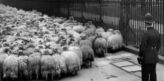 A psicologia da obediência e a virtude da desobediência