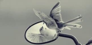 As armadilhas do ego que se opõem à nossa liberdade e ao nosso desenvolvimento pessoal