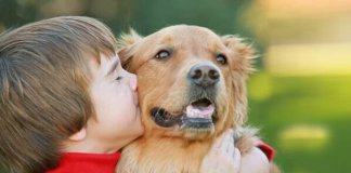 Os cães experimentam emoções semelhantes às das crianças