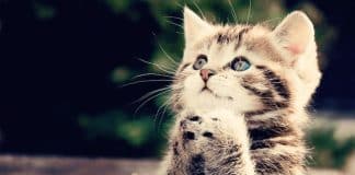 O efeito Benjamin Franklin: como construir um bom relacionamento pedindo favores