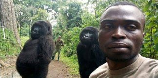 Essas fotos de gorilas fazendo pose com guardas que os protegem de caçadores vão salvar seu dia