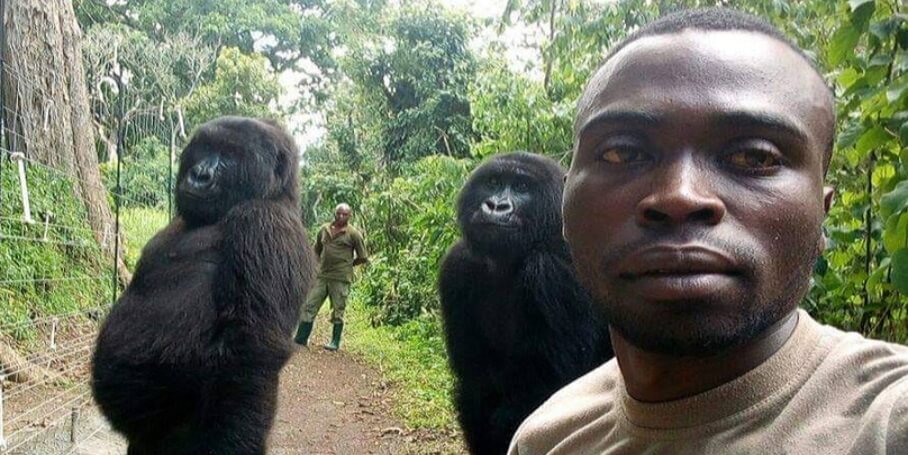 Essas fotos de gorilas fazendo pose com guardas que os protegem de caçadores vão salvar seu dia