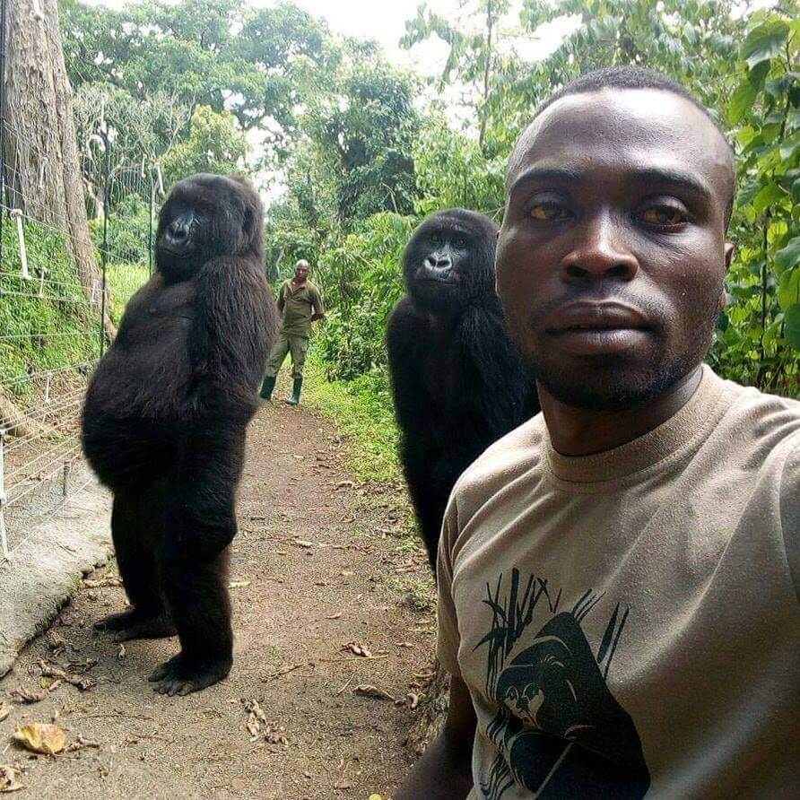 pensarcontemporaneo.com - Essas fotos de gorilas fazendo pose com guardas que os protegem de caçadores vão salvar seu dia