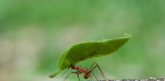 Formigas, assim como nós, supervalorizam as coisas pelas quais tiveram que trabalhar