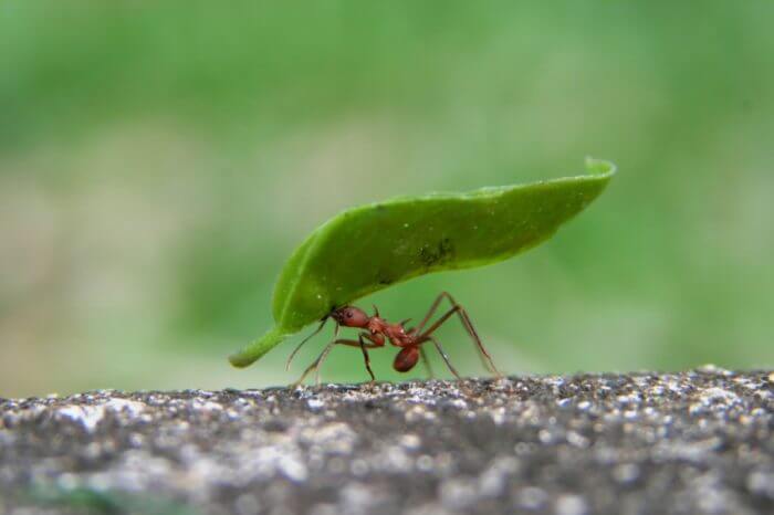 Formigas, assim como nós, supervalorizam as coisas pelas quais tiveram que trabalhar