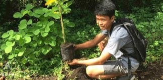Filipinas aprova lei exigindo que cada estudante plante 10 árvores se quiser se formar