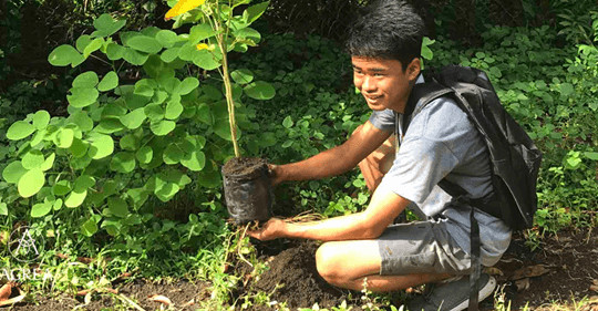 Filipinas aprova lei exigindo que cada estudante plante 10 árvores se quiser se formar