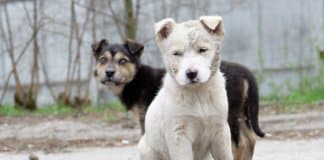 Filhotes de Chernobyl vão buscar vida nova em outro continente