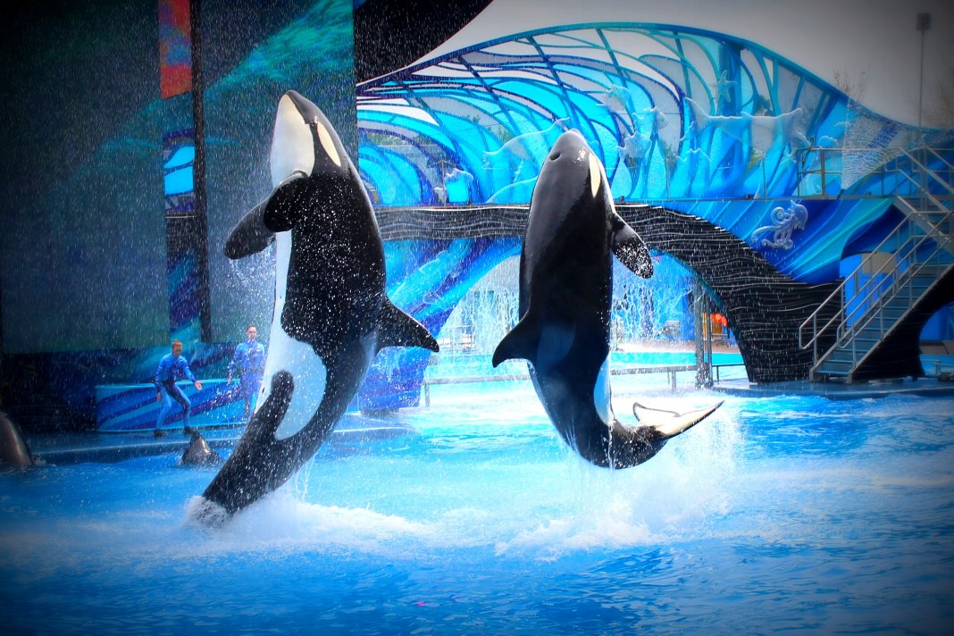 Canadá aprova a proibição “Free Willy”, tornando ilegal a posse de golfinhos e baleias em cativeiro