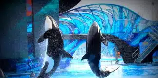 Canadá aprova a proibição “Free Willy”, tornando ilegal a posse de golfinhos e baleias em cativeiro