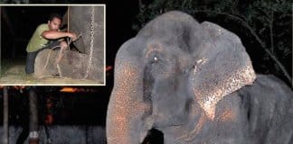 Elefante chora ao ser resgatado após 50 anos de confinamento