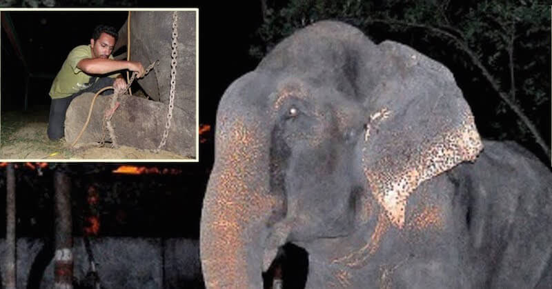 Elefante chora ao ser resgatado após 50 anos de confinamento