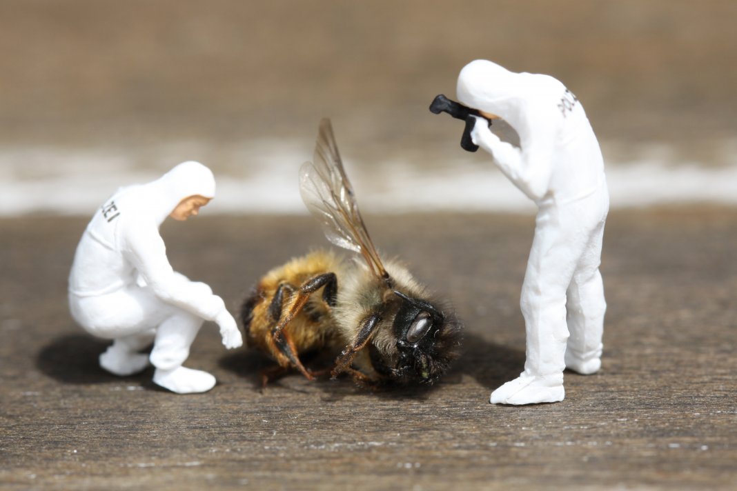 A França se torna o primeiro país a proibir todos os cinco pesticidas ligados à morte de abelhas