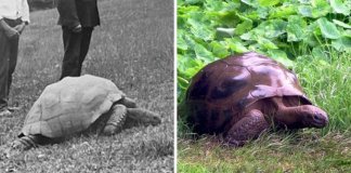 Este é Jonathan, a tartaruga de 187 anos fotografada em 1886 e hoje