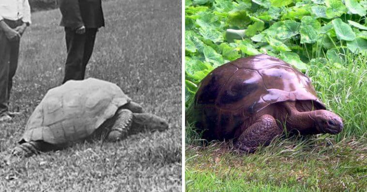 Este é Jonathan, a tartaruga de 187 anos fotografada em 1886 e hoje