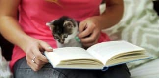 Um estudo mostra benefícios de redução do estresse ao acariciar cães e gatos