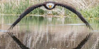 Fotógrafo captura a foto perfeita da impressionante águia americana