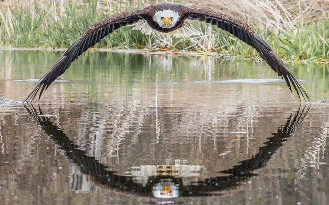 Fotógrafo captura a foto perfeita da impressionante águia americana