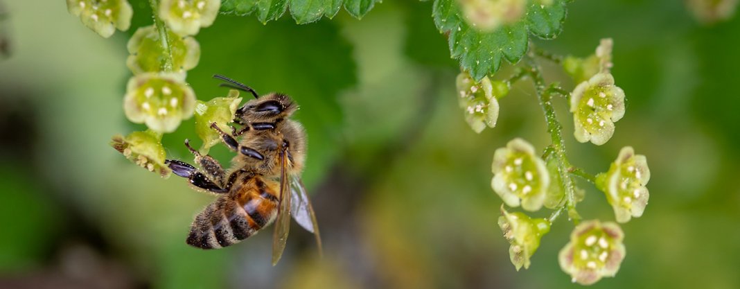 Agrotóxico utilizado contra fungos também pode matar abelhas