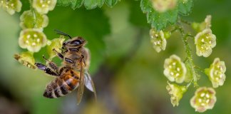 Agrotóxico utilizado contra fungos também pode matar abelhas