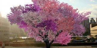 Esta árvore mágica produz 40 tipos diferentes de frutas (Sério!)