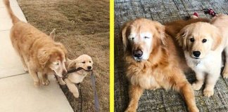 Filhote vira cão-guia de cachorro cego