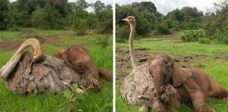 Este avestruz aconchega elefantes órfãos para fazê-los se sentir melhor depois de perder suas mães