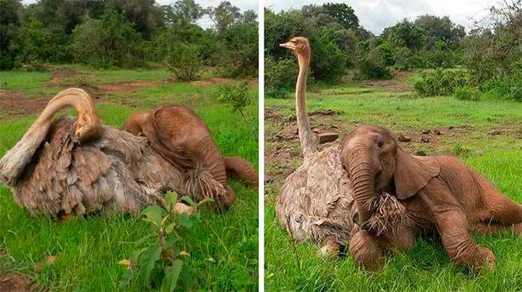 Este avestruz aconchega elefantes órfãos para fazê-los se sentir melhor depois de perder suas mães
