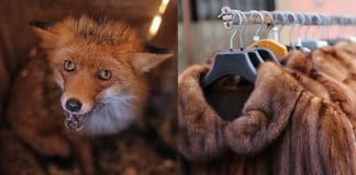 Califórnia torna-se o primeiro estado nos EUA a proibir produtos de peles de animais