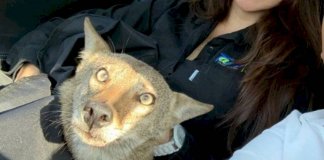 Jovem resgata coiote selvagem depois de confundi-lo com cachorro abandonado