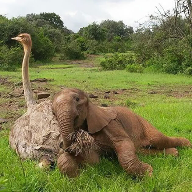 pensarcontemporaneo.com - Este avestruz aconchega elefantes órfãos para fazê-los se sentir melhor depois de perder suas mães