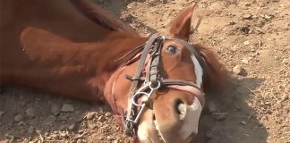 Cavalo preguiçoso finge estar morto toda vez que alguém tenta montá-lo
