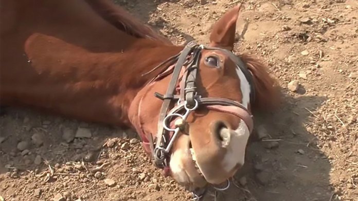 Como reagir aos pinotes que os cavalos dão?