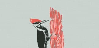 Síndrome do pica-pau: pessoas que criam um ciclo de discussões tóxicas