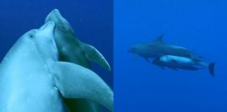 Primeiro caso conhecido pelos humanos: Golfinho adota bebê baleia e cuida dele por 3 anos