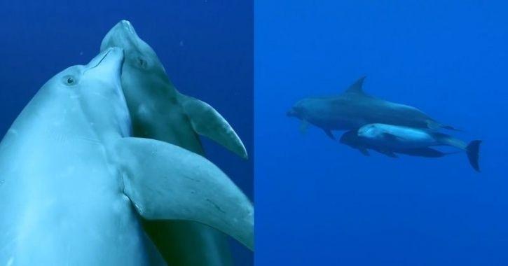Primeiro caso conhecido pelos humanos: Golfinho adota bebê baleia e cuida dele por 3 anos