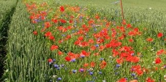 Agricultores voltam ao método antigo: combater pragas plantando flores silvestres em vez de usar produtos químicos