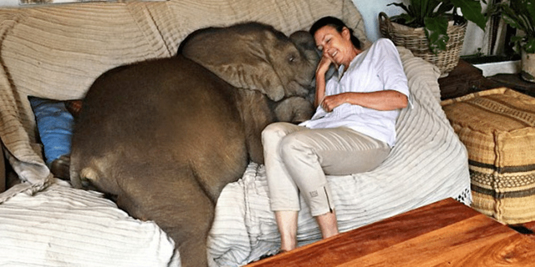 Mulher resgatou um bebê elefante e agora ele a segue por toda parte. Inclusive tem que dormir com ele