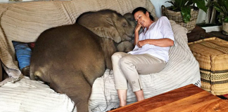 Mulher resgatou um bebê elefante e agora ele a segue por toda parte. Inclusive tem que dormir com ele