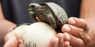 Tartarugas bebês aparecem nas Ilhas Galápagos pela primeira vez em 100 anos