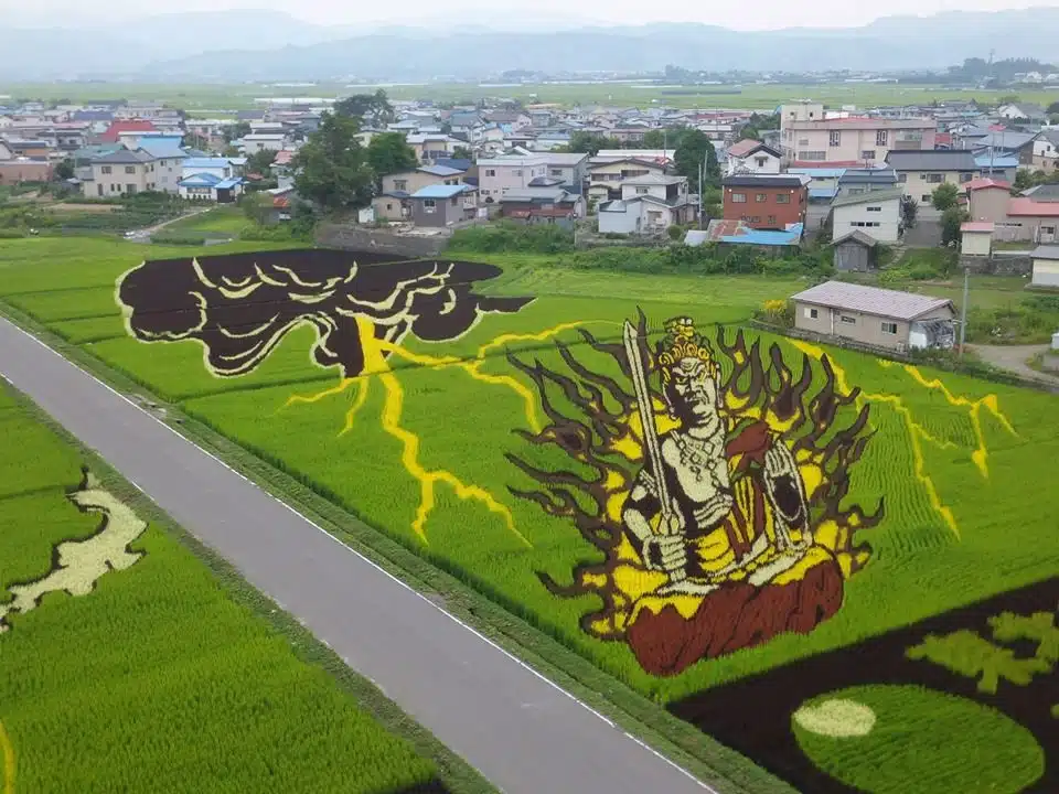 pensarcontemporaneo.com - Agricultores japoneses plantam cepas específicas de arroz para cultivar campos coloridos