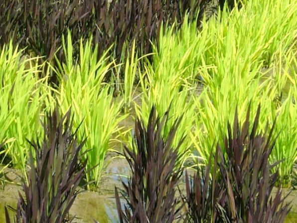 pensarcontemporaneo.com - Agricultores japoneses plantam cepas específicas de arroz para cultivar campos coloridos