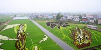 Agricultores japoneses plantam cepas específicas de arroz para cultivar campos coloridos