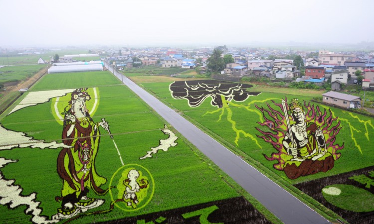 Agricultores japoneses plantam cepas específicas de arroz para cultivar campos coloridos
